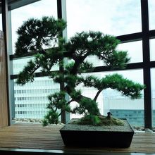 店内に盆栽がありました