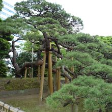 烏も止まっていました