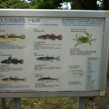 潮入の池のいきもの