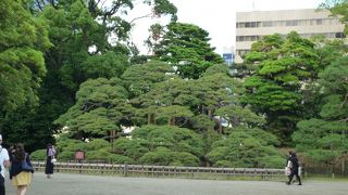 立派な松に歴史を感じました