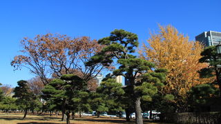 晩秋の皇居外苑