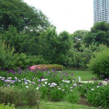 花がいろいろ咲いていました