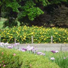 黄色いい花も咲いていました