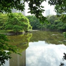 鴨が泳ぐのを待つ