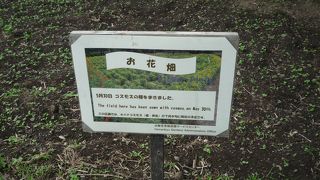 時期が悪いと何にも咲いていません