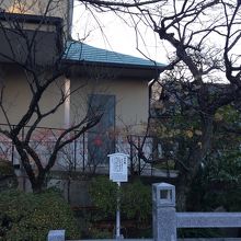 右側の梅の木です