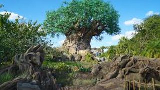 日本にないディズニーのサファリです。