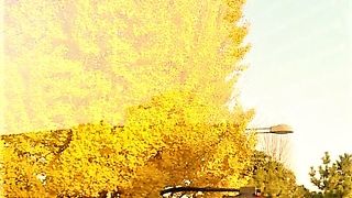 見ごたえがあります。