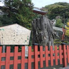 大銀杏の根っこ