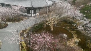桜と京都市内の大展望組合せがかなり素敵
