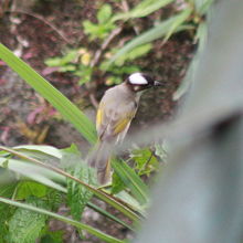タイワンシロガシラ
