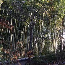 竹林まであるのです。