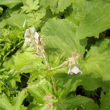 グンナイフウロ