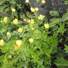 ミヤマキンポウゲ