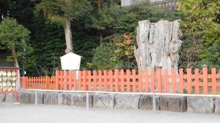 大銀杏再生への想い