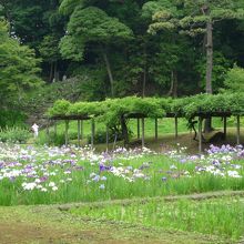 藤の季節もよさそうです