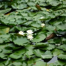 ハスが咲いていました