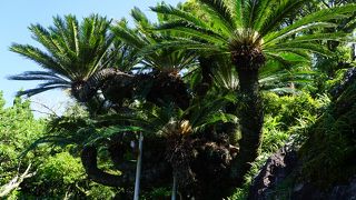 看板も何もないので地元の人に聞いて