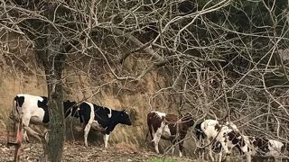 かわいい牛たち