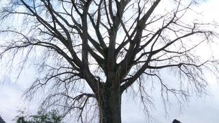 天然記念物　オハツキイチョウ　があります