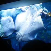 餌やりショーのダイバーとマンタ