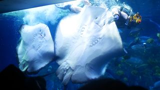 うみたまご　遊べるアートな水族館