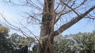 すごいイチョウ