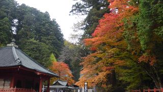 静かな杉の並木道
