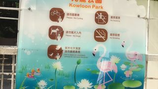 フラミンゴがいました