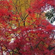 一際赤い紅葉が綺麗な神社でした