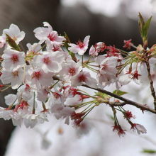 権現山公園の桜
