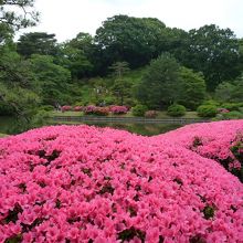 美しいサツキを手前に紀川を見る