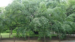 六義園の春の主人公！