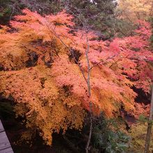 本堂からの紅葉