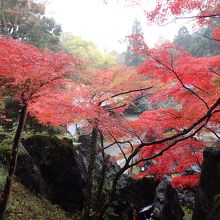 紅葉が綺麗でした。