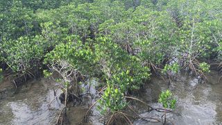 自然ってすごい