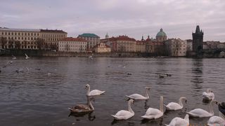 白鳥が絵なります