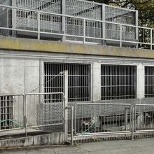 こちらの檻にはアライグマもいます