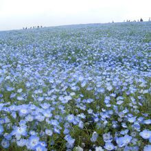 ネモフィラの丘