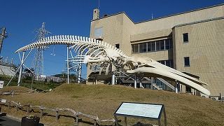 シロナガスクジラの標本