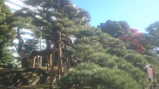 枝ぶりがすばらしい