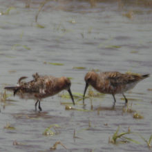 サルハマシギ２羽