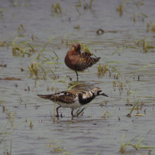 サルハマシギとキョウジョシギ（前）