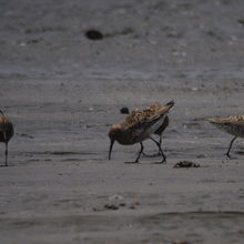 サルハマシギ５羽