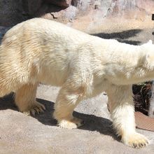 この日は夏バテ模様であまり動きを見せていませんでした