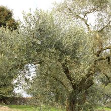 オリーブの木。