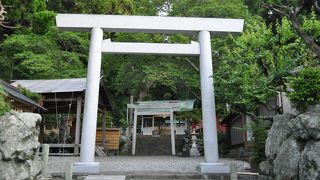 立派な御神木がありました