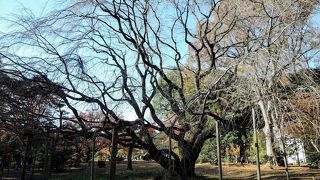 紅葉時期の訪問だけに枝垂れ桜の美しさを想像するだけでした