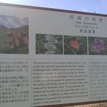 阿蘇に咲く花