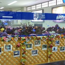 南国の魚が泳ぐ水槽があります